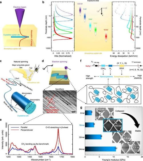 突破極限 中科院-上交大合作研發蜘蛛絲光刻膠，實現15納米三維電子束直寫